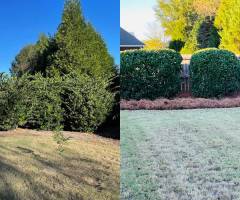 lawn-care-tree-trimming-pruning-01