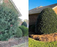 lawn-care-tree-trimming-pruning-02