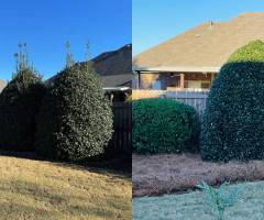 lawn-care-tree-trimming-pruning-03