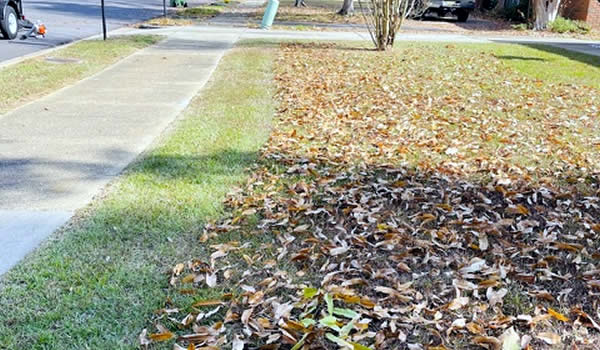 Fall Leaf Clean Up